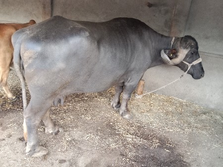 ભેંસ વેસવાની‌ છે