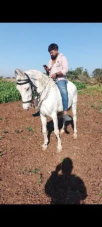 ઘોડી વેચવાની છે સાટા કરવાના છે