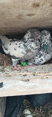 થંબનેલ 2