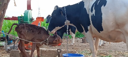 જરસી ગાય