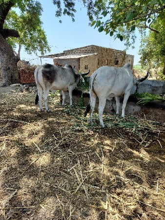 બળદ વેચવાના છે