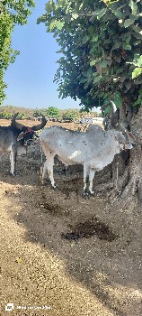 .મો..૯૭૧૪૯૩૦૯૯૪