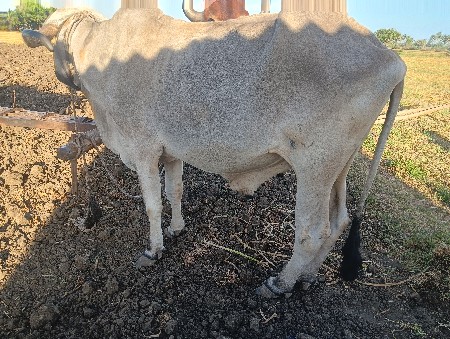 આ બળદ વેચવાનો છે