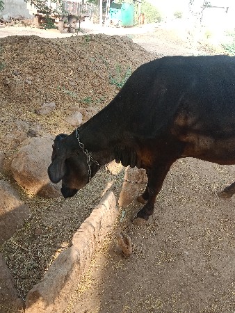 थंबनेल 3