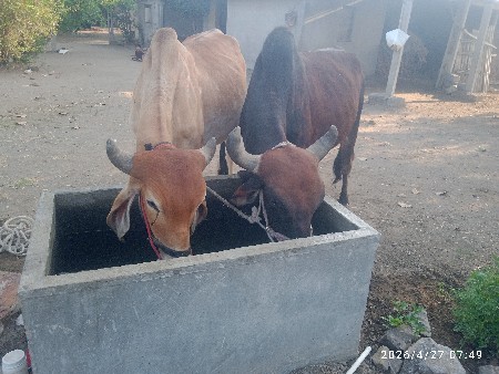 ગોઢલા વેચવા