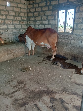 આ ગાય વેચવાની છે