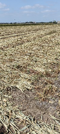 બાજરાની નિરણ વેચવાની સે