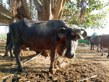 ભેંસ વેચવાની છે