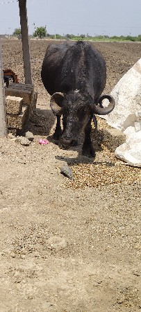 થંબનેલ 3