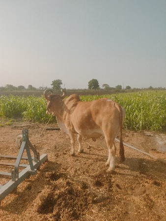 આ બળદ બેસવાનો છે