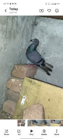 સાડામા ચાલશે વેચવાના છે