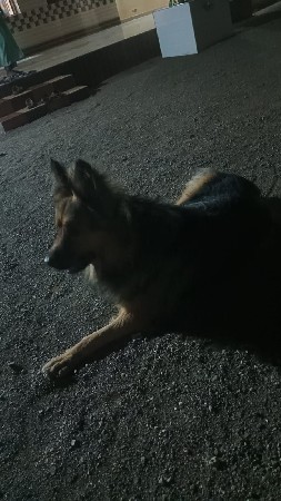 કૂતરો વેચવાનો છે બહુ આકરો છે