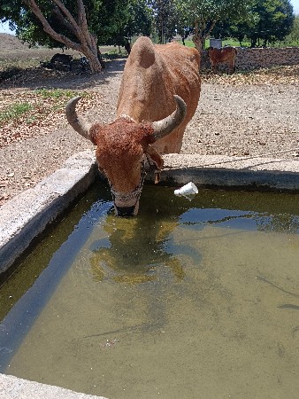 બળદ વેચવાનો છે