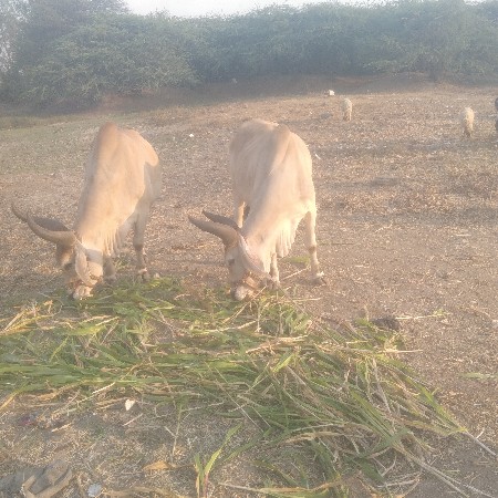 थंबनेल 3