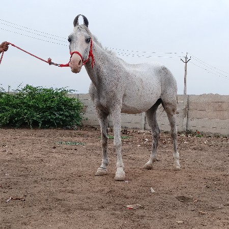 રોજી ઘોડી સાદા વરઘોડાની ચાલુ