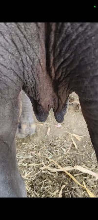 ખડેલી વેચવાની છે