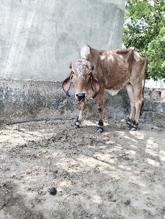 થંબનેલ 2