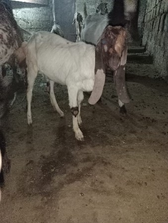 તોતા પૂરી રાજસ્થાનની બે ગીદી