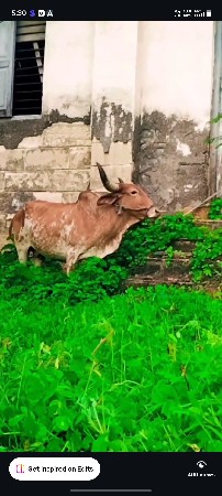 ત્રીજું વેતર છે