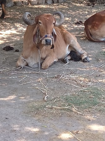 3ધર હાકેલ