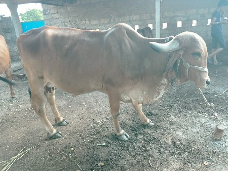 થંબનેલ 3