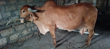 થંબનેલ 2