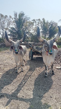 थंबनेल 3