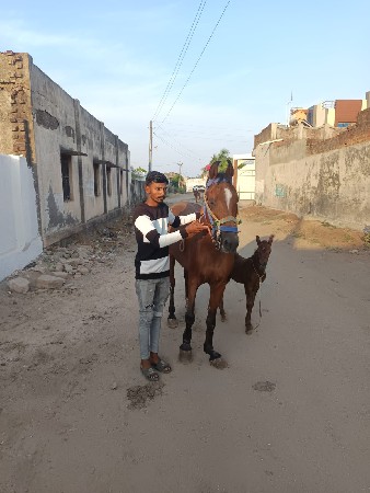 ઘોડીવશેરી