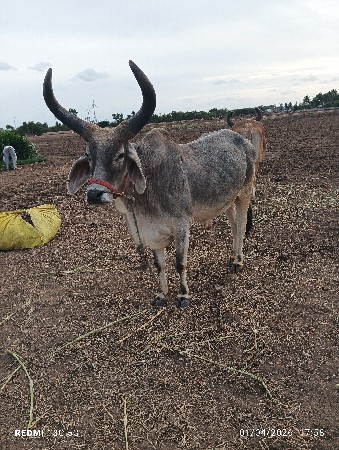 ધોઈડાને એક વાવણી મકડાને બે વાવણી