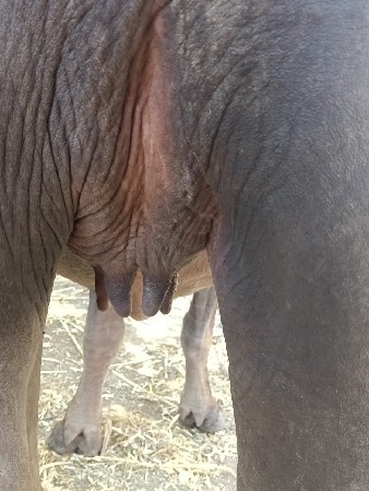 ખડેલું વેચવા નું છે ગાભની