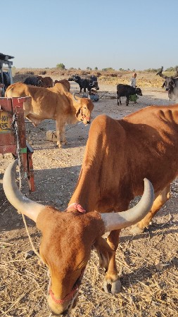 બરડ વેચવા ના છે સાવ સોજા છે
