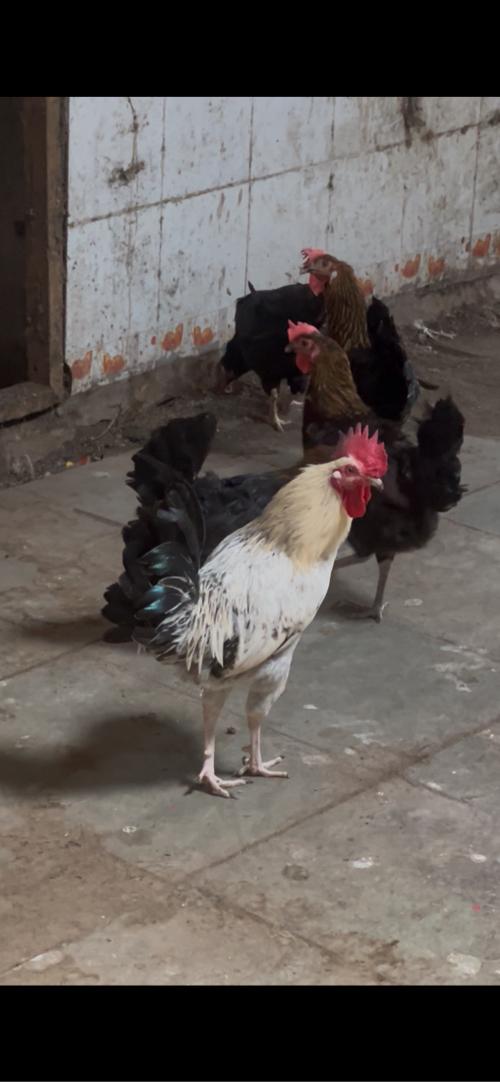 Desi murga murgi devana che