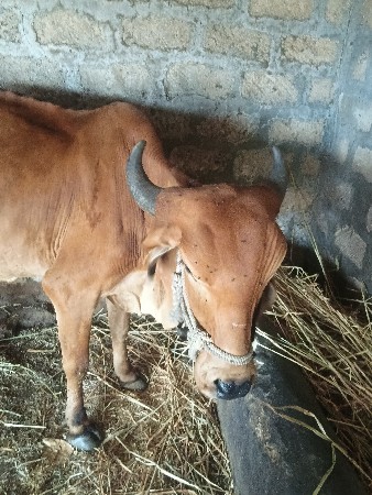 પેલું વેતર