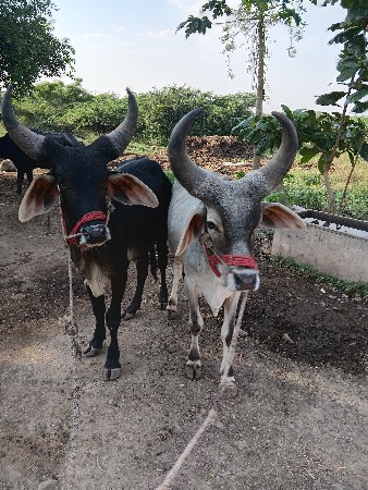 થંબનેલ 3