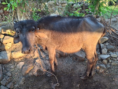 આ પાડી અને ખલેડી વેચવાની છે