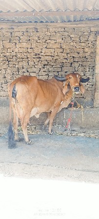 ગાય વેચવાની છે