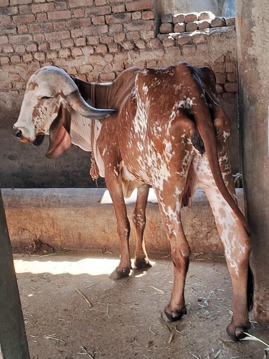 थंबनेल 2