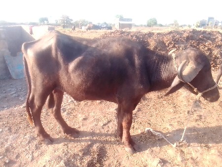 थंबनेल 3