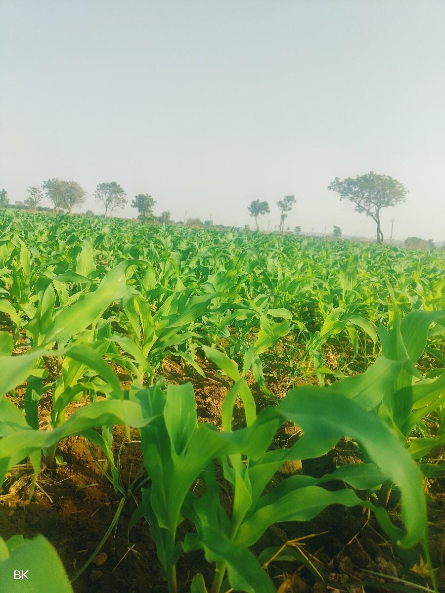 જમીન વેચવાની સે ૬ વીઘા