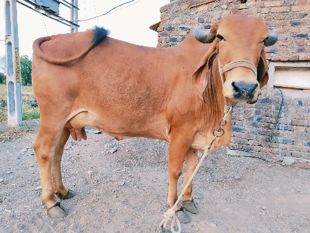 ગાય વેચવાની