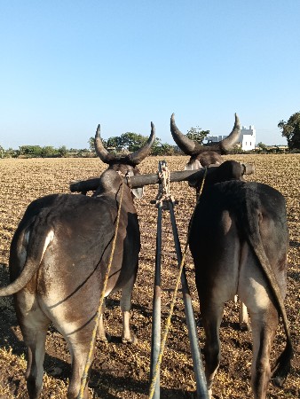 ગોઢલા વેચવાના છે
ગાડામાં ચાલુ છે