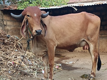 ગિર ઓડકી