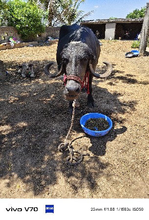 a bhesh vechhavani che