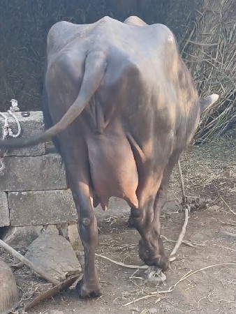 थंबनेल 2