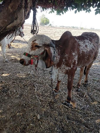 ગાય.અને.વાછડીવેચવાનાછે