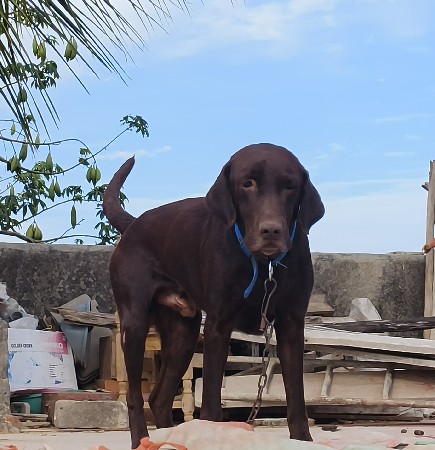 Chocolate labrador male
