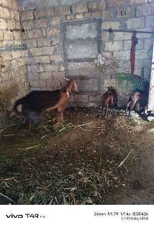 બકરા વેચવા ન છે