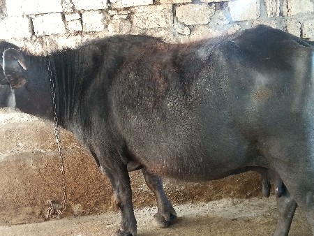 આ ભેંસ વેચવાની છે