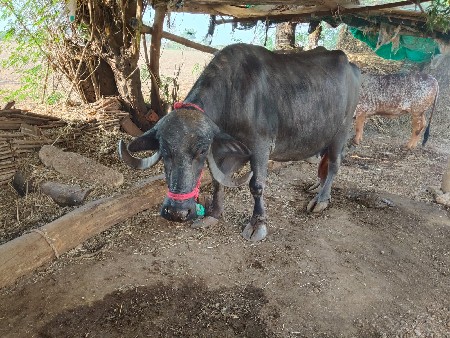 ભેંસ વેચવાની છે