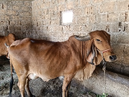 ગાય વેસવાની છે